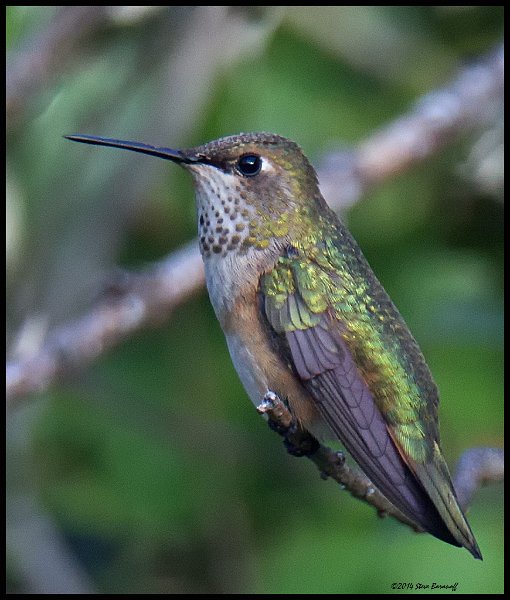 _4SB8572 female rufous hummingbird.jpg